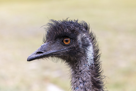 澳大利亚地区澳洲Emu人头部近距离肖像照片觅食者羽毛跑步棕色环境鸵鸟绿色脖子野生动物眼睛图片