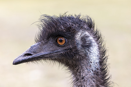 澳大利亚地区澳洲Emu人头部近距离肖像照片黑色环境鸵鸟眼球绿色橙子野生动物觅食者棕色文化图片
