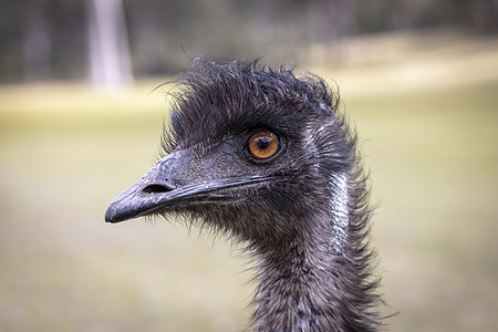 澳大利亚地区澳洲Emu人头部近距离肖像照片平胸橙子文化鸵鸟黑色眼球眼睛脖子环境跑步图片