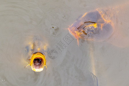 科伊鱼在澳大利亚区域的一个小池塘中游泳环境花园橙子锦鲤池鲤鱼白色野生动物黑色动物红色图片