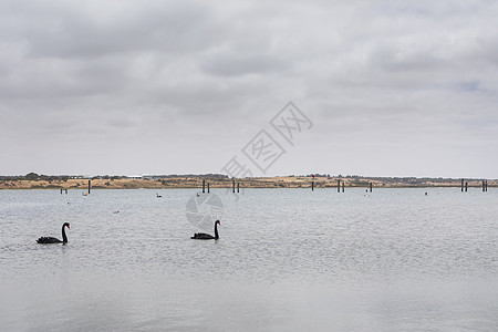 两只黑天鹅在Gooolwa的默里河口附近的一个大河口的大河口划艇黑白旅游避难所游客海洋天鹅旅行阳光野生动物蓝天图片