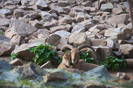 山山山山山羊与岩石背景坐在一起食物喇叭木头山羊环境山脉动物园农场季节夫妻图片