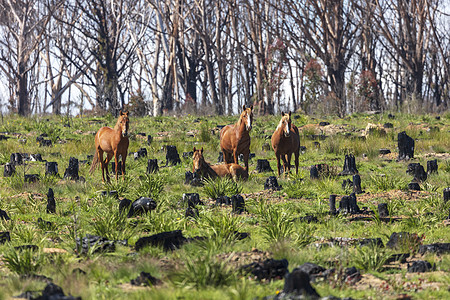野马站在澳大利亚地区受丛林大火影响的田野中图片