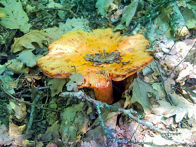 绿色树叶中的黄蘑菇图片