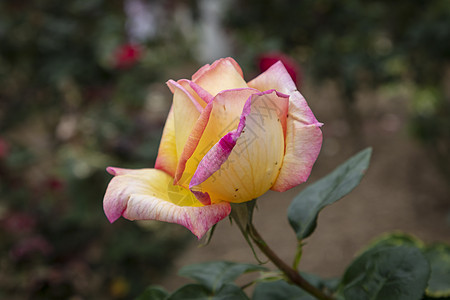 一朵黄玫瑰 满花盛开 在花园的花园里图片