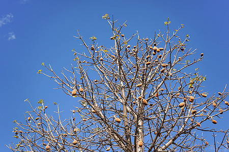 仰望猴面包树 只有几片叶子 但树枝上有一些果实 映衬着湛蓝的天空图片
