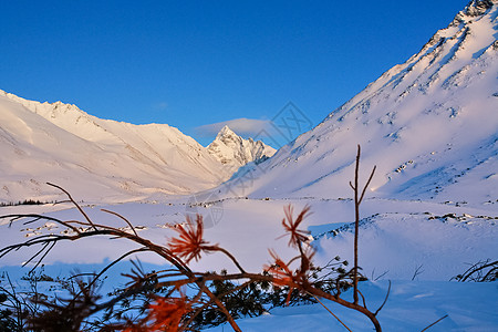 冬季的白卡尔山雪 下雪的森林覆盖了山岳松树场地木头裂缝天气季节反射天空城堡蓝色图片