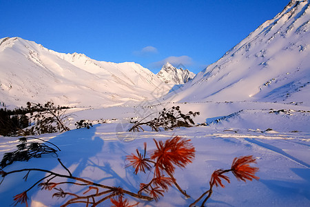 冬季的白卡尔山雪 下雪的森林覆盖了山岳旅游旅行院子山脉天空场地天气场景蓝色环境图片