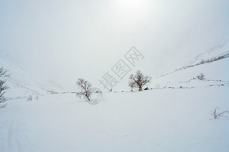 冬季的白卡尔山雪 下雪的森林覆盖了山岳风景农村日落松树针叶林树木天空旅行季节雪堆图片