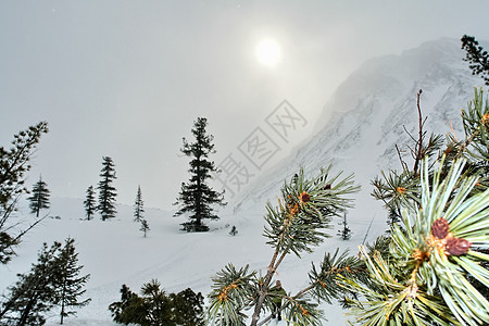 冬季的白卡尔山雪 下雪的森林覆盖了山岳院子蓝色旅行松树场景全景树木农村山峰背景图片