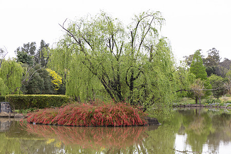 池塘里的一棵大柳树和红花花园衬套反射植物水库风景树叶绿色棕色红色图片