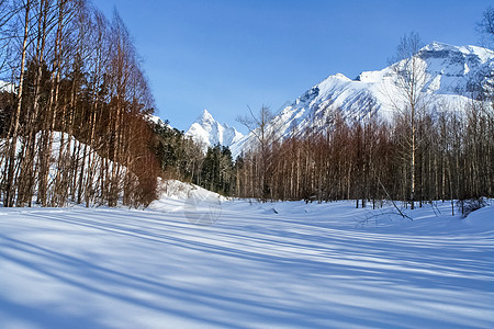 贝卡尔山上雪中塔伊加 冬季森林降雪针叶林木材场景冒险空气日志雪堆松树阳光图片