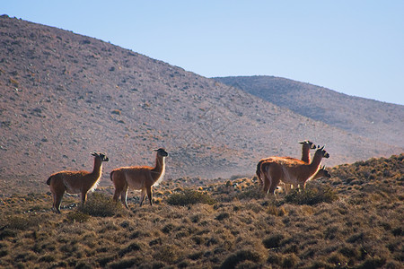 在阿根廷门多萨自然保留地的草原上发现的瓜纳科斯牧群食草晴天荒漠干旱动物群气候哺乳动物羊驼沙漠高原图片