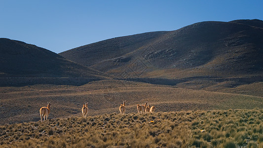 在阿根廷门多萨自然保留地的草原上发现的瓜纳科斯牧群气候动物哺乳动物干旱食草沙漠羊驼海拔灌丛动物群图片