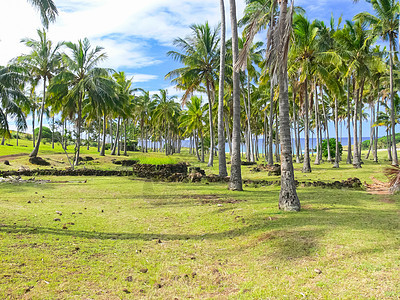 复活节岛棕榈树 复活节岛自然植物椰子蓝色热带平房长椅旅行情调异国海岸太阳图片