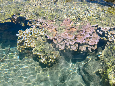 靠近浅水海岸的海珊瑚 复活节岛赏金反射海洋海绵天线蓝色天蓝色珊瑚假期公园图片