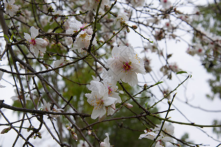 白杏树花 紧闭图片