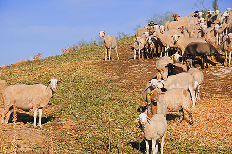 秋天 山坡上一群羊群等待食物图片