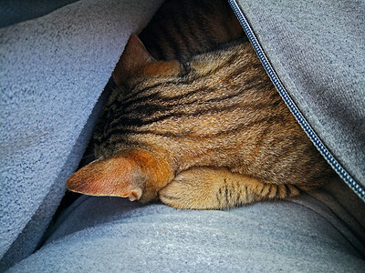 棕猫睡在夹克内图片