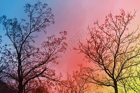 没有叶子的树木 美丽的天空作为背景图片