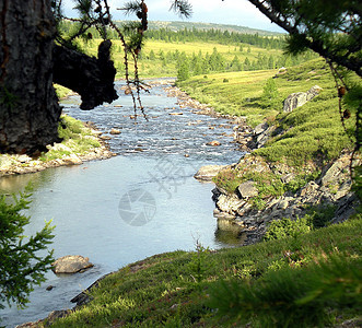 在俄罗斯北部的泰加河里 泰加河在山地上的性质森林娱乐部分丘陵松树河流旅游岩石纯净水反射图片