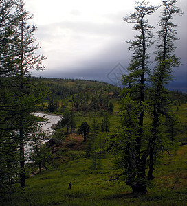 俄罗斯北部的塔伊加 9月初在北部的密林蓝色木头苔藓天气公园支撑针叶林岩石树木森林图片