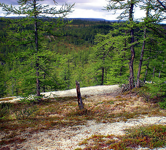 俄罗斯北部的塔伊加 9月初在北部的密林防风林树木环境松树山脉国家季节旅游自然公园针叶林图片