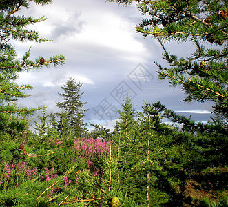 俄罗斯北部的塔伊加 9月初在北部的密林山顶杂草山脉针叶林景点森林草地环境蓝色叶子图片