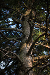 树上的松树有多种树枝 森林中的松树是阳光般的图片