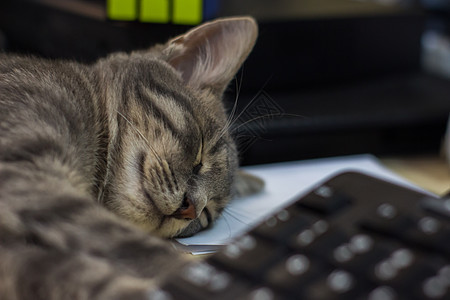 一个可爱的毛毛灰小猫 睡在桌子上胡须爪子宠物晶须睡眠灰色动物哺乳动物耳朵图片