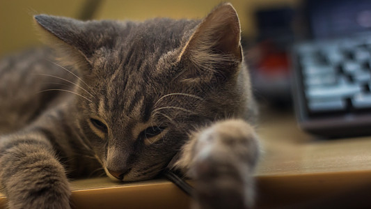 一个可爱的毛毛灰小猫 睡在桌子上胡须哺乳动物灰色睡眠动物爪子耳朵宠物晶须图片