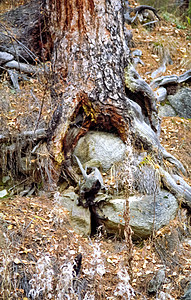 在萨亚纳山的自然中森林空气风景石头叶子山脉树木顶峰公园针叶林图片