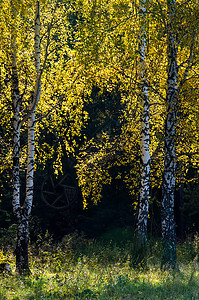 美丽的秋天森林 树林的叶子 伯奇和针头树叶阳光橡木小路季节颜色木头横梁植物场景图片