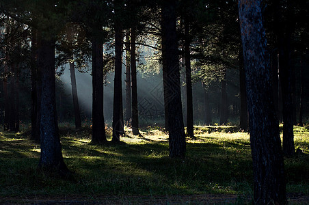 阴暗的森林的阴影 黑暗的树木中的阳光太阳叶子林地日落苔藓荒野季节场景国家木头图片