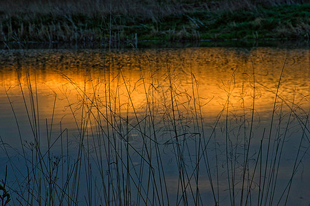 池塘的日落 湖岸边的草地太阳场景沼泽支撑树木环境阳光反射天空农村图片