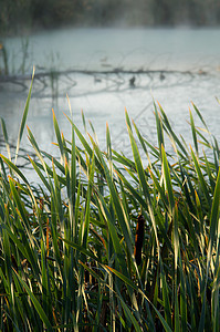 水库附近的植被 湖岸边的草地海岸天线平房翅膀树叶公园池塘鸟瞰图沼泽地反射图片