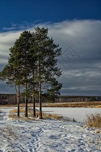 冬天和雪 松树通过公路 在雪和干草之间桦木晴天模仿树木公园阳光道路宠物仓库岩石图片