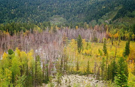 Altai 森林和山区的秋天自然天空荒野环境湖泊蓝色高山季节顶峰树木风景图片