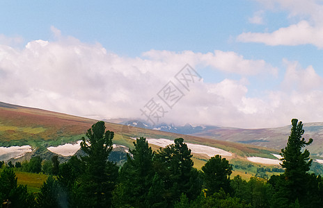 Altai森林的景观 Altai上的隐性森林山脉草地风景农村植物群环境根茎雨林树木松树图片