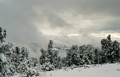 冬季阿尔泰 山丘和雪中的森林 冬天来到阿尔泰 雪落下旅行蓝色爬坡降雪云杉天空山峰季节全景山脉图片