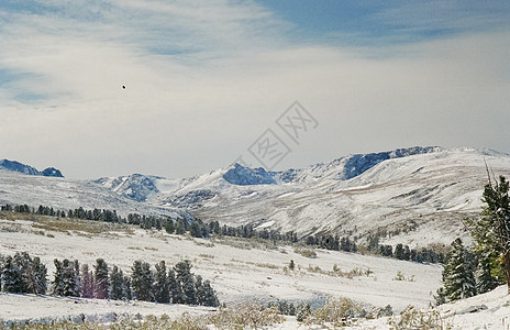 冬季阿尔泰 山丘和雪中的森林 冬天来到阿尔泰 雪落下庆典旅行风景树木全景雪山冰川阳光山脉瀑布图片