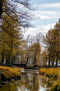Altai森林的金色秋天 在水库附近的黄树冰水丘陵池塘凉亭雾峰山脉衬套木头天堂落叶图片