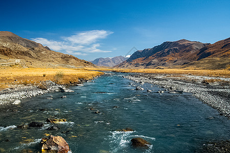 Altai森林的金色秋天 在水库附近的黄树衬套海岸池塘风景天空山脉生长丘陵旅行山水图片