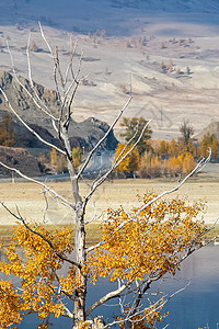 Altai森林的金色秋天 在水库附近的黄树石底池塘绿色植物流动乔木树叶丘陵野生动物冰水山脉图片