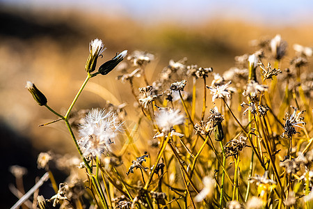 Altai的草原植物 Altai药草和鲜花高地植物学高山火绒草森林野花草本植物荒野花朵柴胡图片