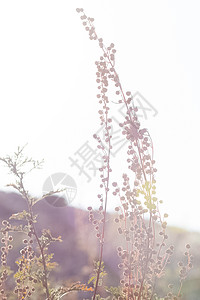 Altai的草原植物 Altai药草和鲜花木头针叶输液草地荒野旅行山脉野花火绒草草本植物图片