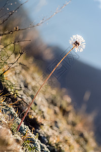 Altai的草原植物 Altai药草和鲜花荒野花瓣草地动物群场地旅行针叶高山草本植物花朵图片