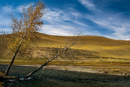 阿尔泰山和两山之间的峡谷的自然景观 以及那座山的景象溪流树木花园岩石高地冒险环境流动石头小路图片