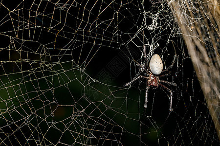 马达加斯加尼菲伦盖斯利维达荒野网络丝绸昆虫野生动物动物宏观危险陷阱热带图片