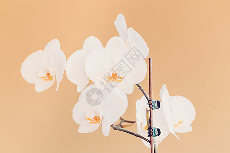 米色背景上白色兰花的浪漫分支热带花束花朵花瓣植物情调婚礼枝条温泉展示图片
